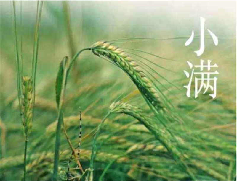 二十四節(jié)氣——小滿(mǎn)