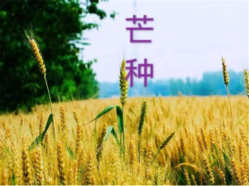 什么是二十四節(jié)氣——芒種？